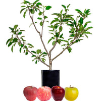 Red Apple + Red Apple + Red Apple + Yellow Apple