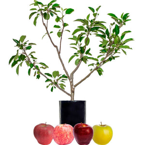Red Apple + Red Apple + Red Apple + Yellow Apple