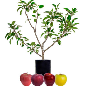 Red Apple + Red Apple + Red Apple + Yellow Apple