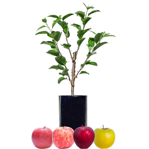 Red Apple + Red Apple + Red Apple + Yellow Apple