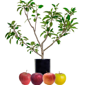Red Apple + Red Apple + Red Apple + Yellow Apple