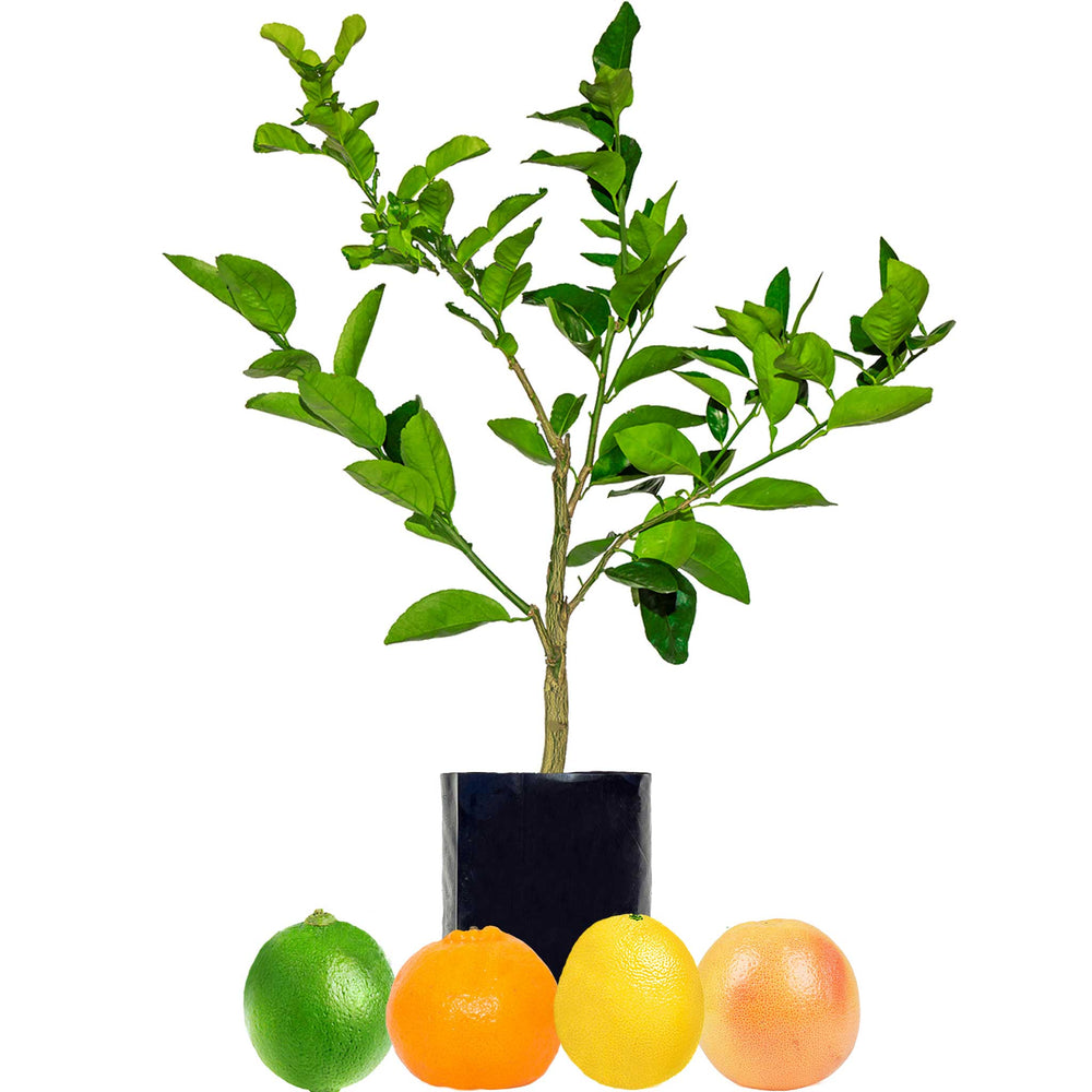 All Trees - Fruit Salad Trees