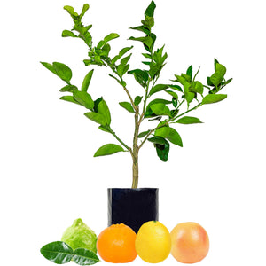 Lime + Mandarin + Lemonade + Grapefruit