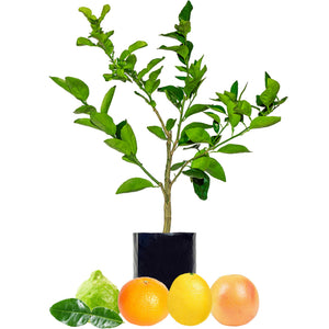 Lime + Mandarin + Lemonade + Grapefruit