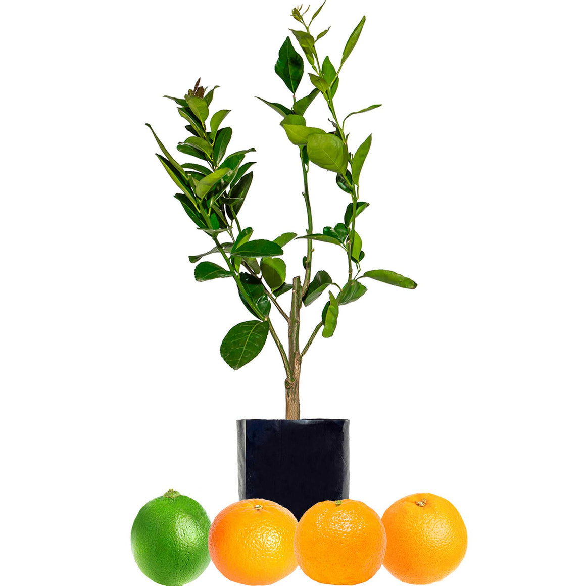 Lime + Mandarin + Mandarin + Orange