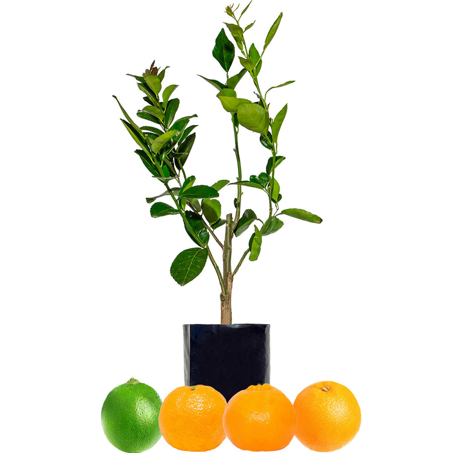 Lime + Mandarin + Mandarin + Orange