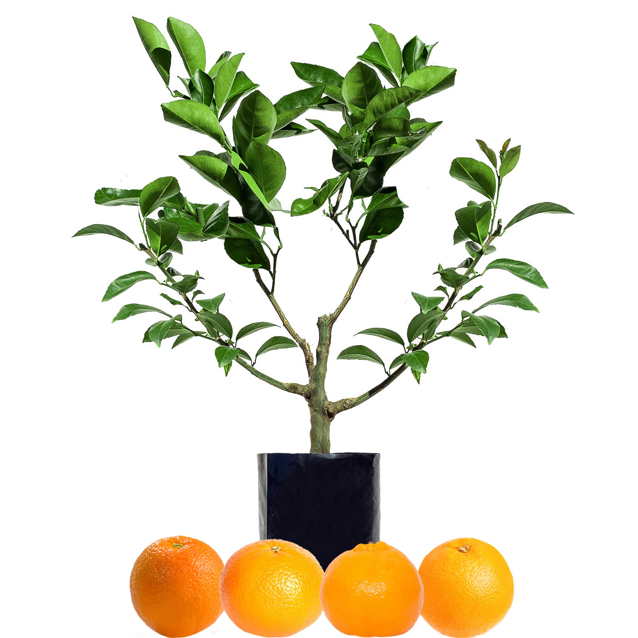 Orange + Orange + Mandarin + Mandarin