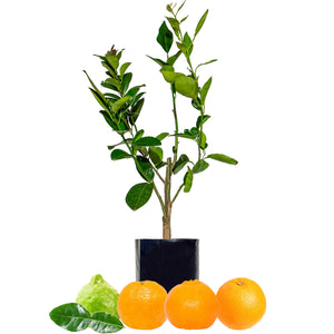 Lime + Mandarin + Mandarin + Orange