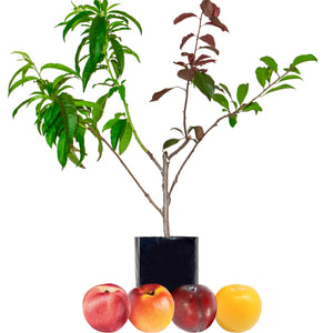 Nectarine + Nectarine + Plum + Plum