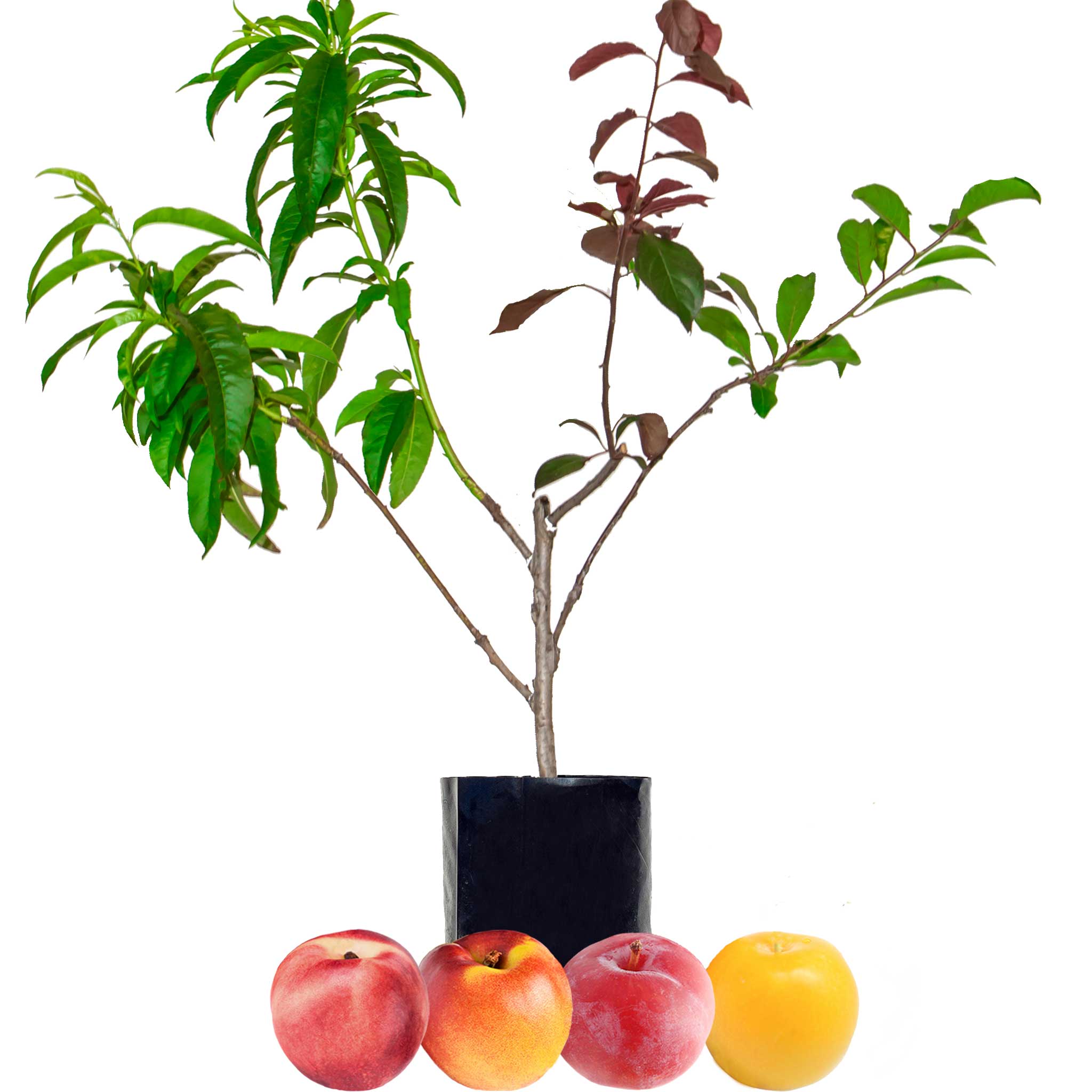 Nectarine + Nectarine + Plum + Plum