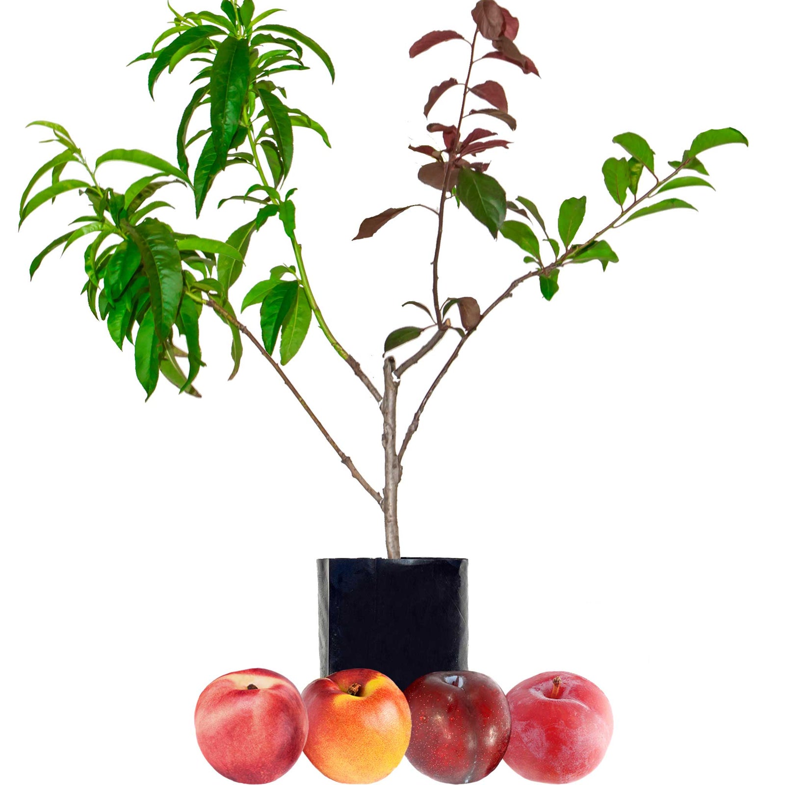 Stone Fruit Salad Trees Australia wide delivery Peach, Plum