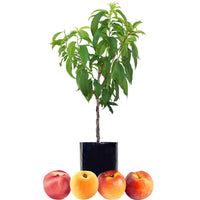 Peach + Nectarine + Nectarine + Peachcot
