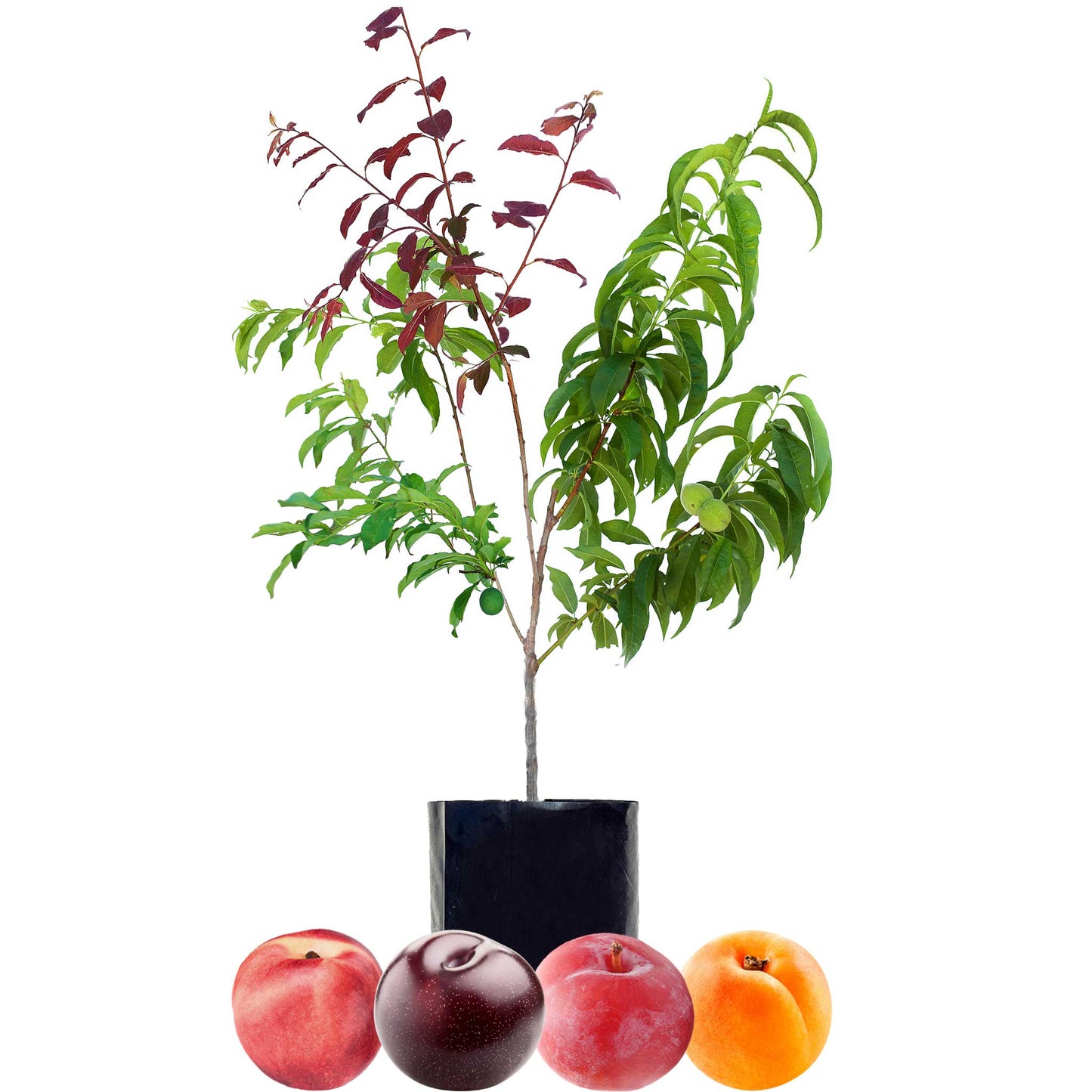 Nectarine + Plum + Plum + Peachcot
