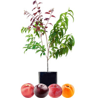 Nectarine + Plum + Plum + Peachcot