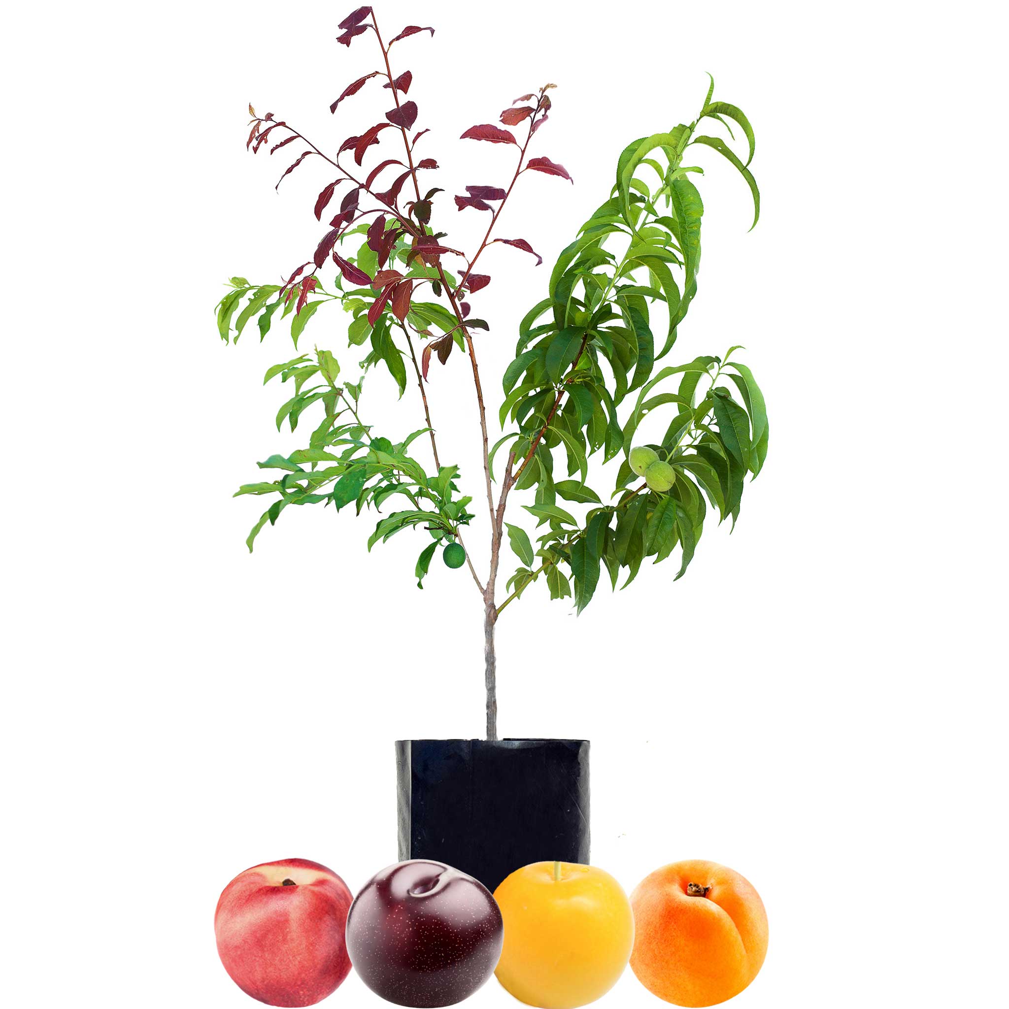 Nectarine + Plum + Plum + Peachcot