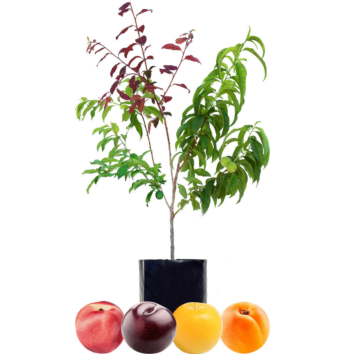 Nectarine + Plum + Plum + Peachcot