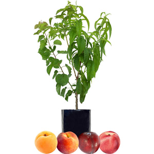 Apricot + Peach + Nectarine + Plum