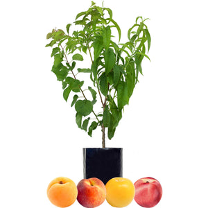 Apricot + Peach + Nectarine + Plum