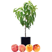 Peach + Nectarine + Nectarine + Peachcot