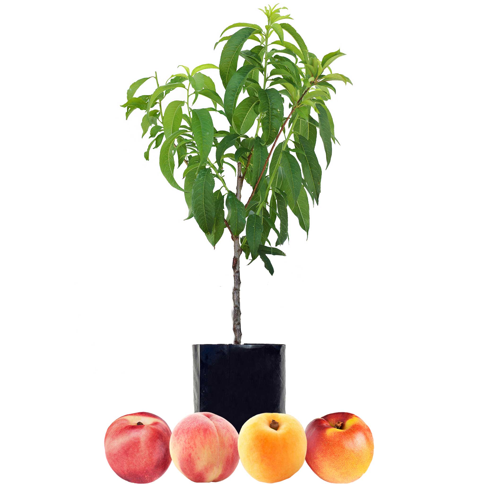 Peach + Nectarine + Nectarine + Peachcot