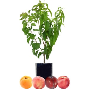 Apricot + Peach + Nectarine + Plum