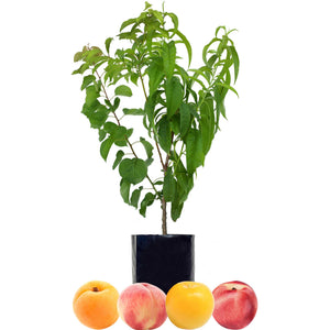 Apricot + Peach + Nectarine + Plum
