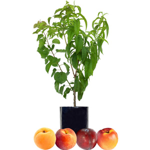 Apricot + Peach + Nectarine + Plum