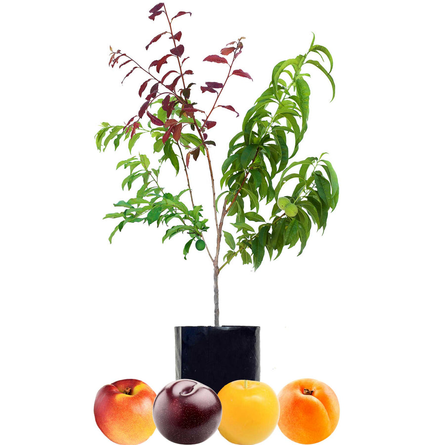 Nectarine + Plum + Plum + Peachcot