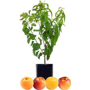 Apricot + Peach + Nectarine + Plum