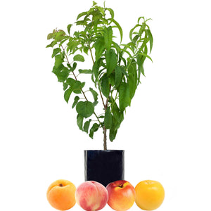 Apricot + Peach + Nectarine + Plum