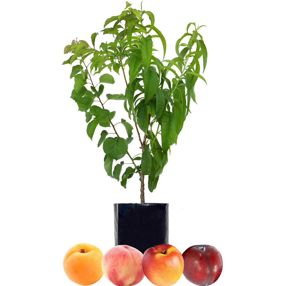 Stone Fruit Salad Trees Australia wide delivery Peach, Plum