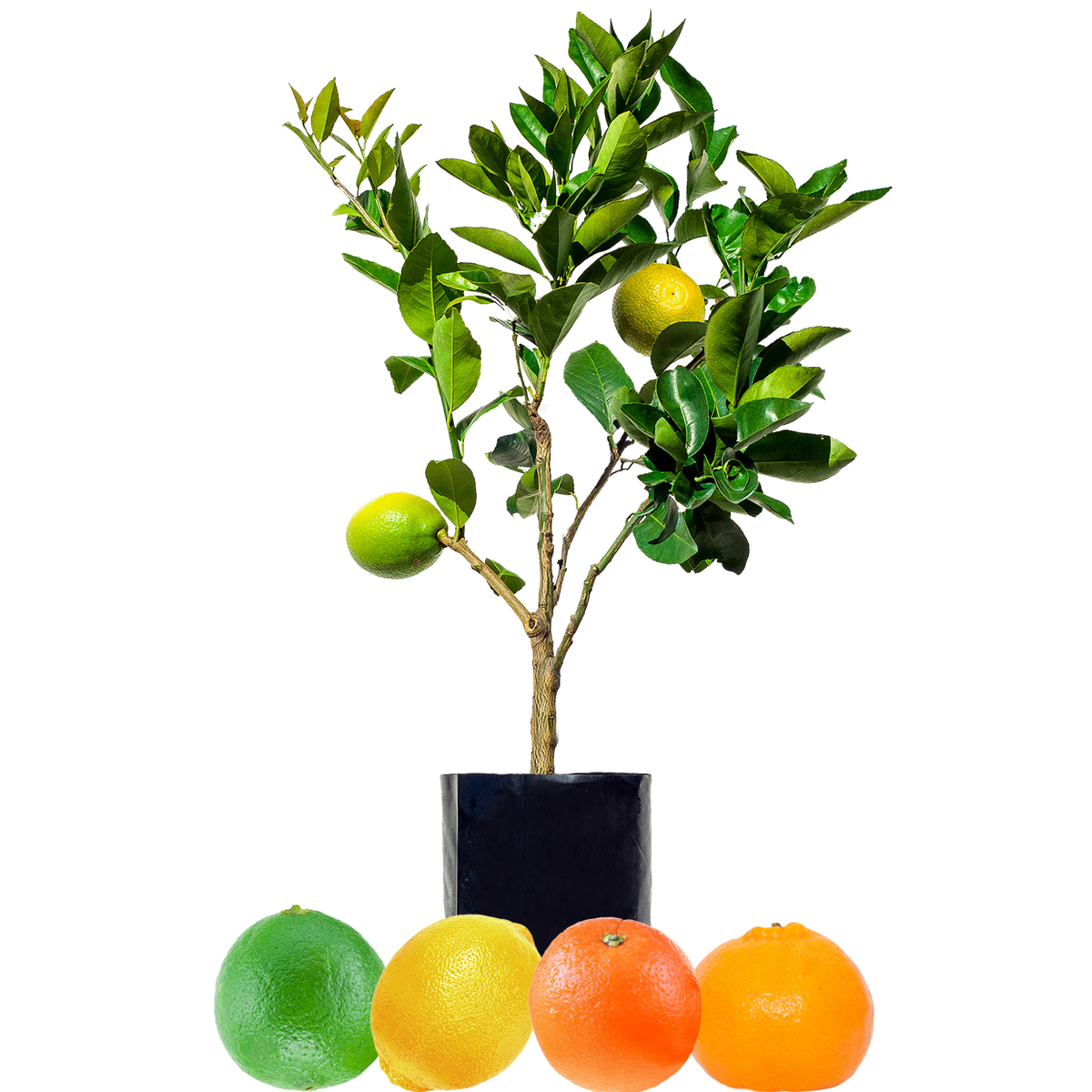 Lemon + Orange + Mandarin + Lime