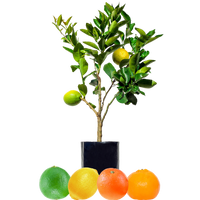 Lemon + Orange + Mandarin + Lime