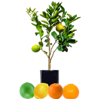 Lemon + Orange + Mandarin + Lime