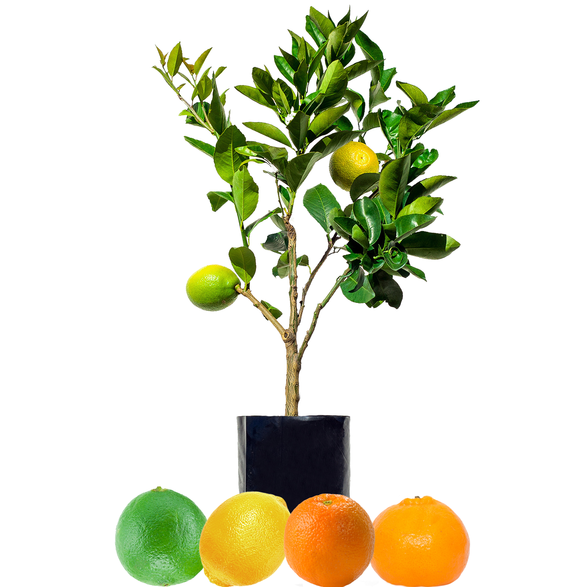 Lemon + Orange + Mandarin + Lime