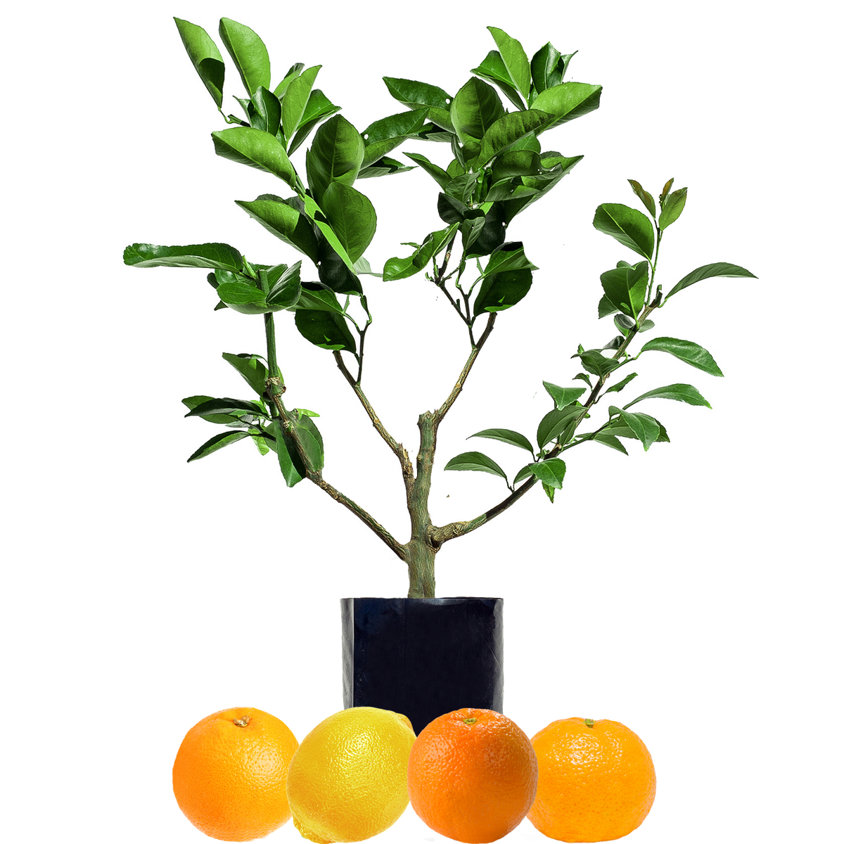 Orange + Orange + Mandarin + Lemon