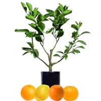 Orange + Orange + Mandarin + Lemon