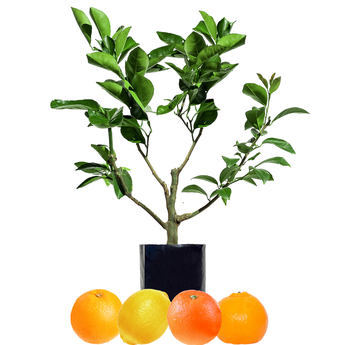Orange + Orange + Mandarin + Lemon