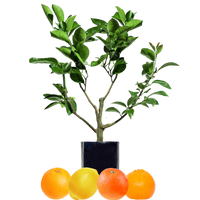 Orange + Orange + Mandarin + Lemon
