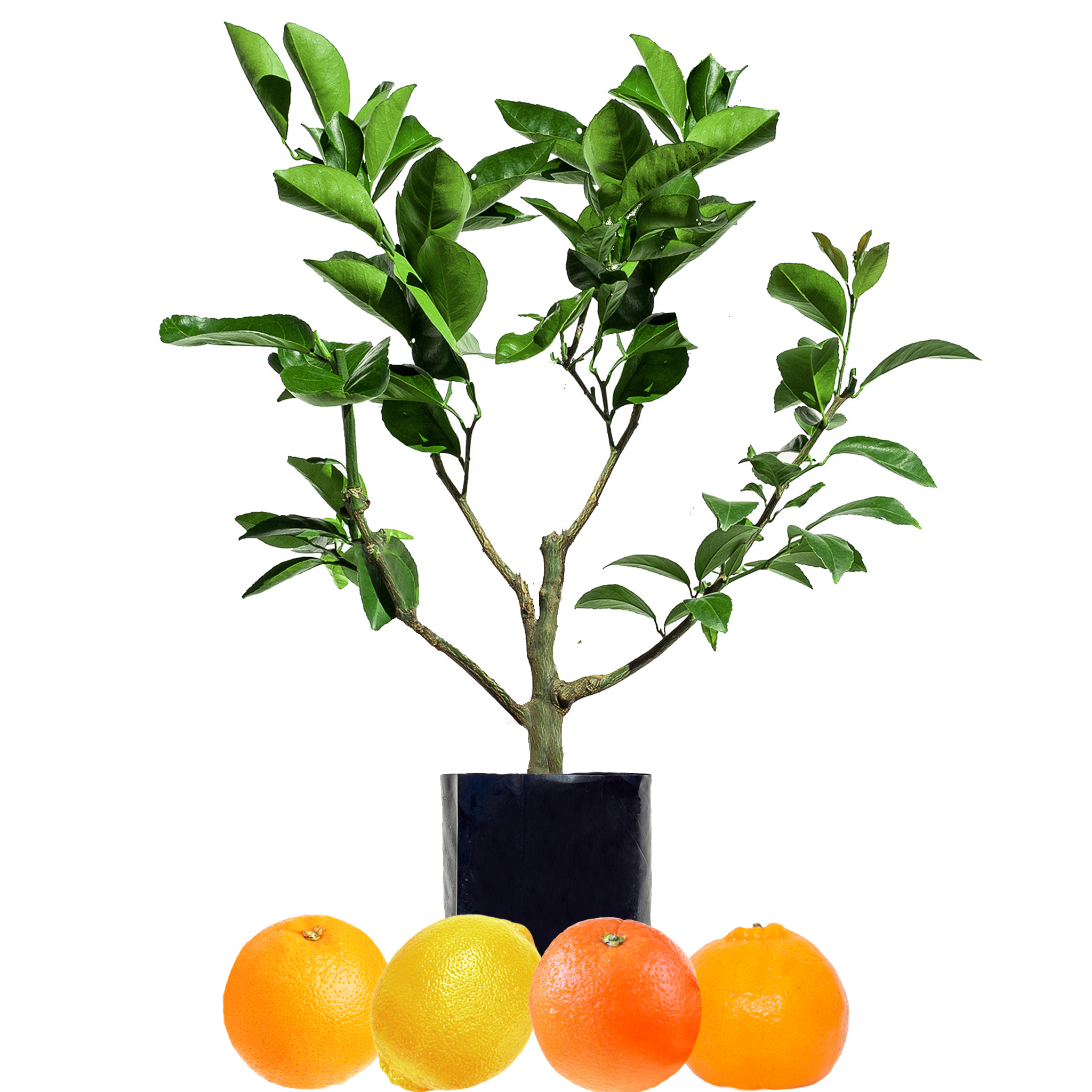 Orange + Orange + Mandarin + Lemon