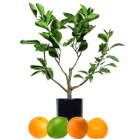 Orange + Orange + Mandarin + Lime