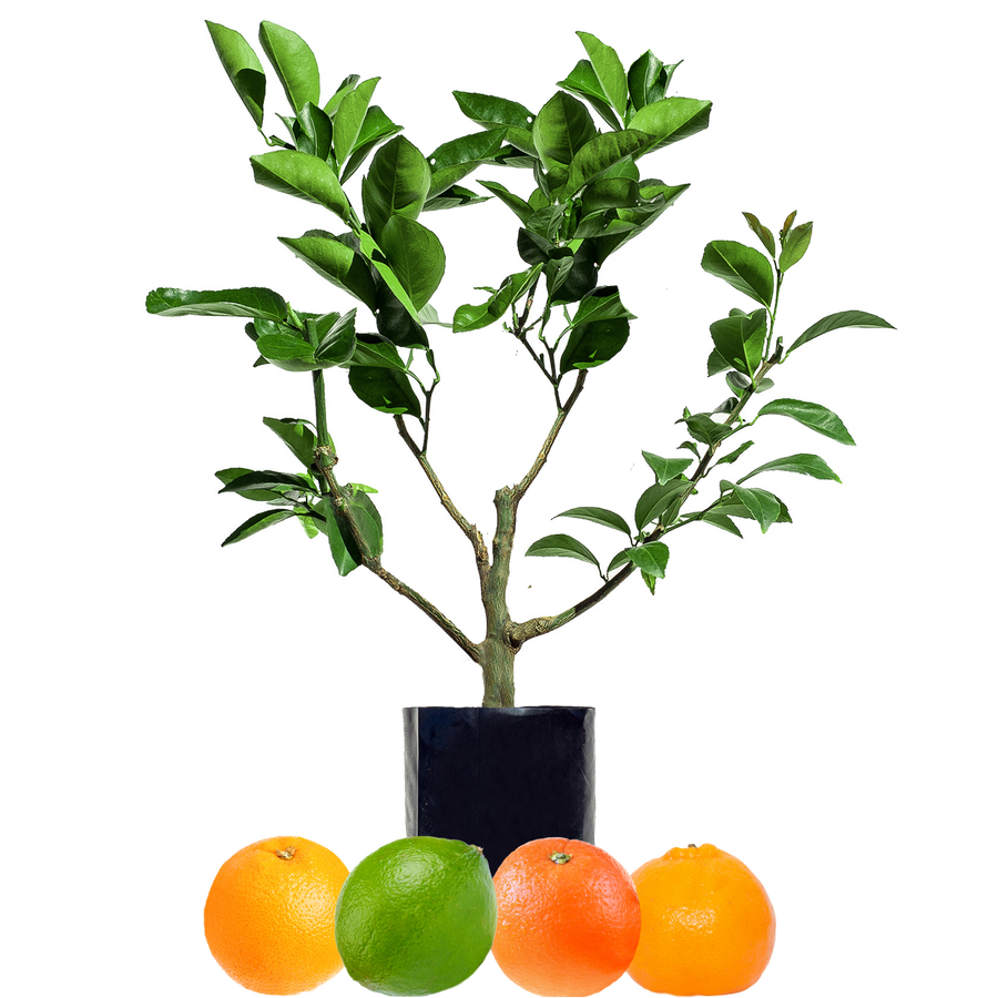 Orange + Orange + Mandarin + Lime