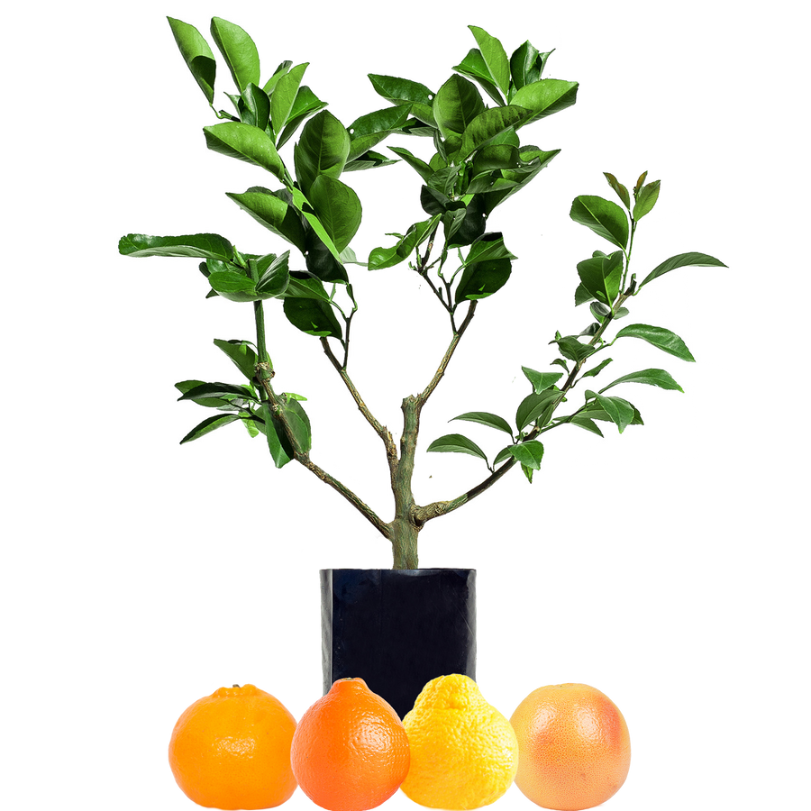 Mandarin + Tangelo + Pomelo + Grapefruit