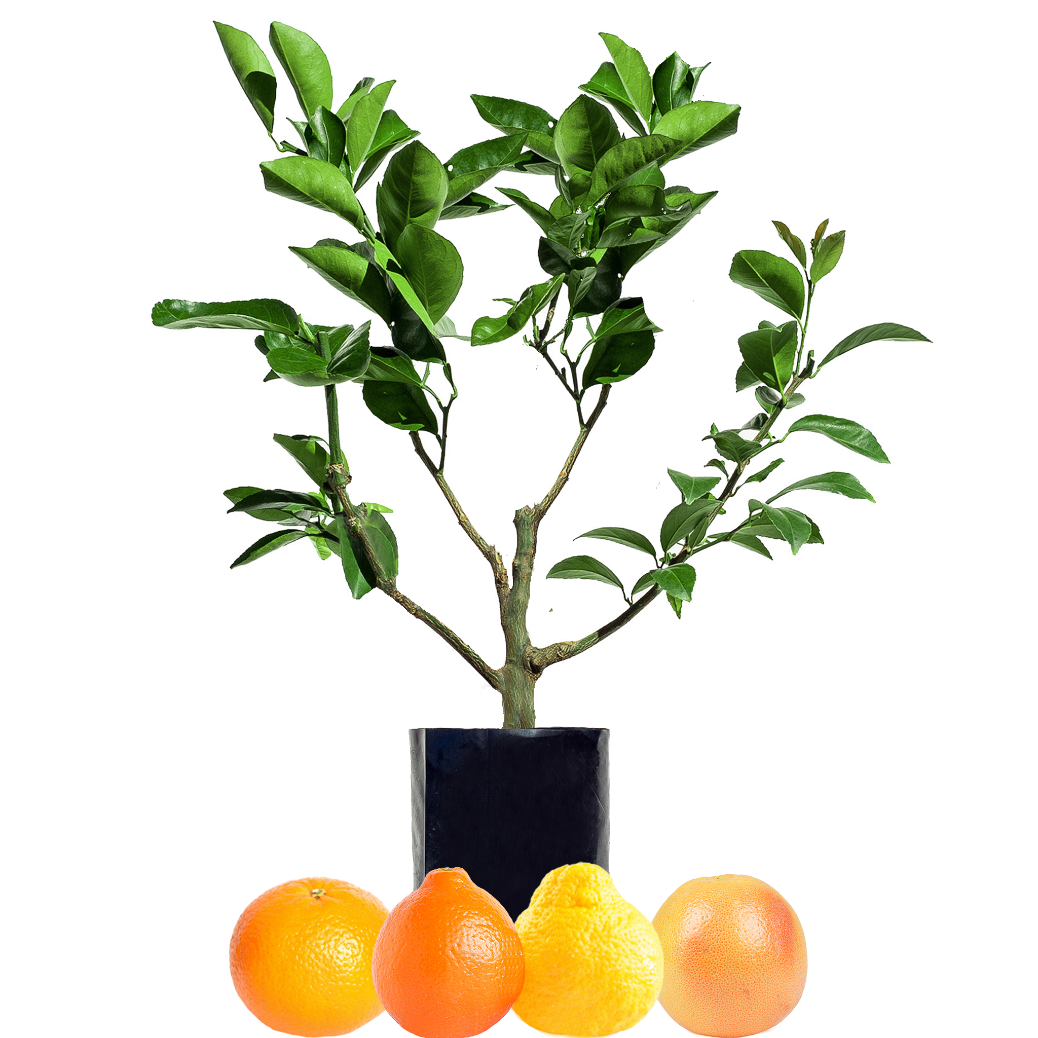 Mandarin + Tangelo + Pomelo + Grapefruit