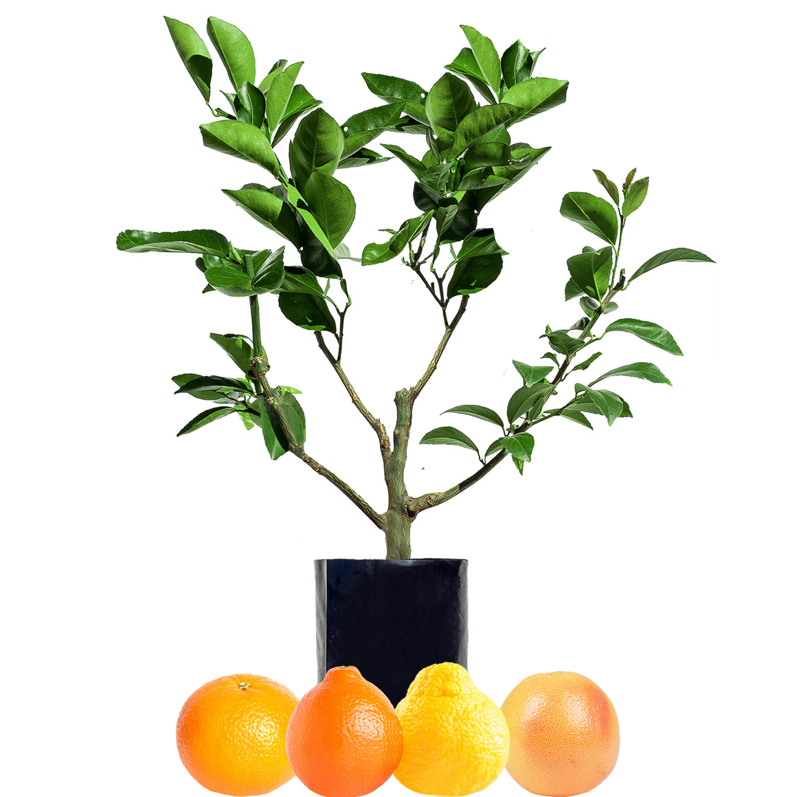 Mandarin + Tangelo + Pomelo + Grapefruit