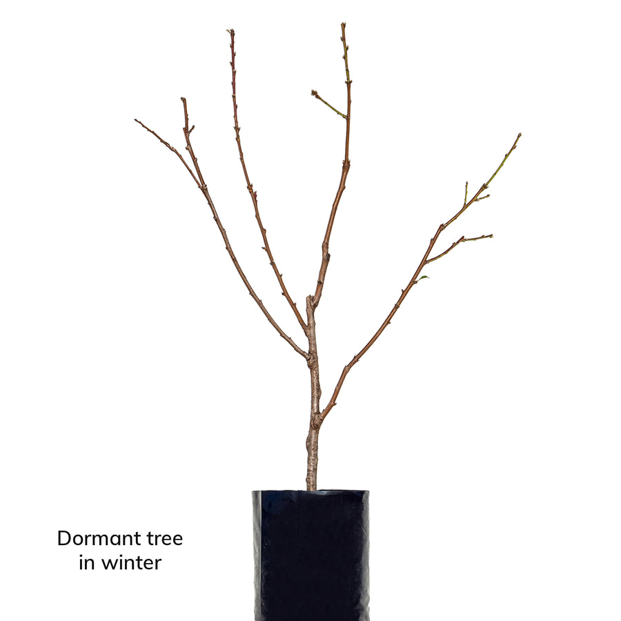 Peach + Nectarine + Nectarine + Plum