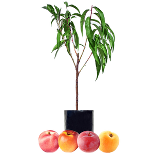 Nectarine + Nectarine + Plum + Peachcot