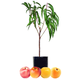 Nectarine + Nectarine + Plum + Peachcot