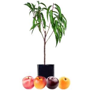 Nectarine + Nectarine + Plum + Peachcot