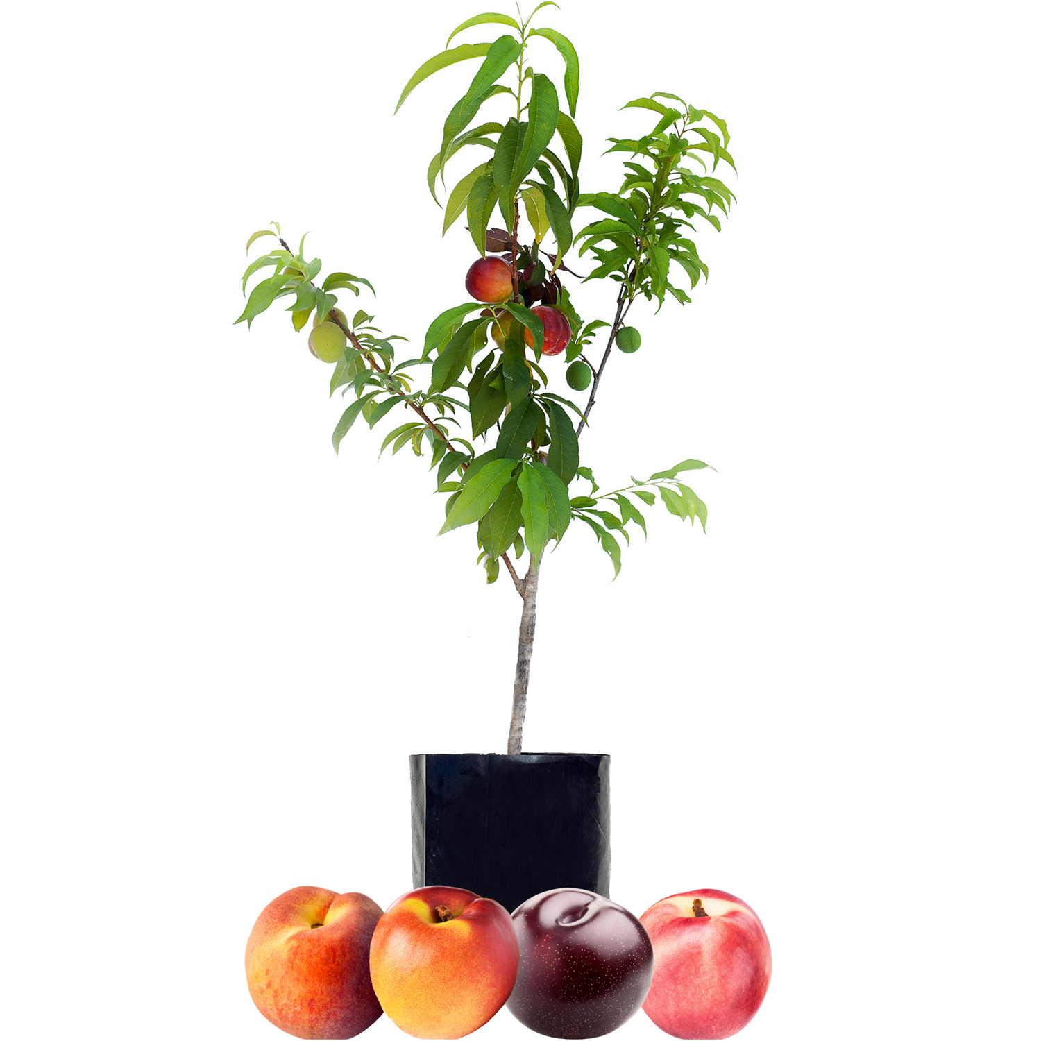 Top Picks Fruit Salad Trees with Nectarine